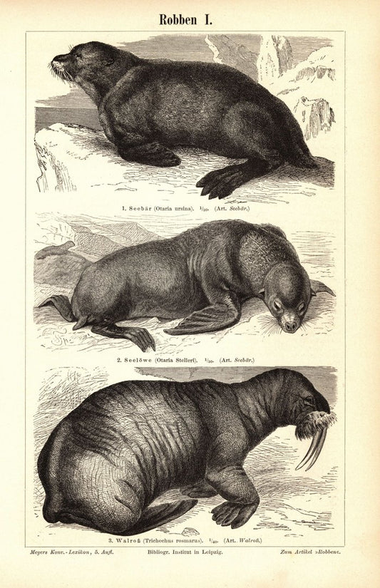 Robben. Buchillustration (Stich) von 1897