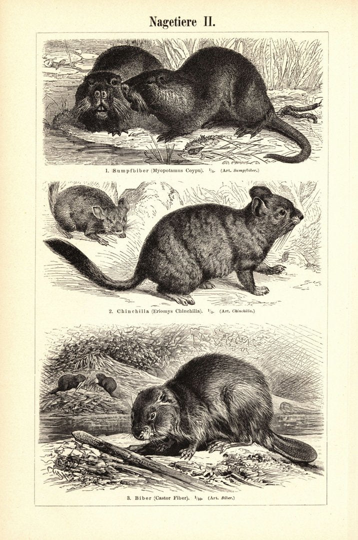 Nagetiere I-II. Buchillustration (Stich) von 1897