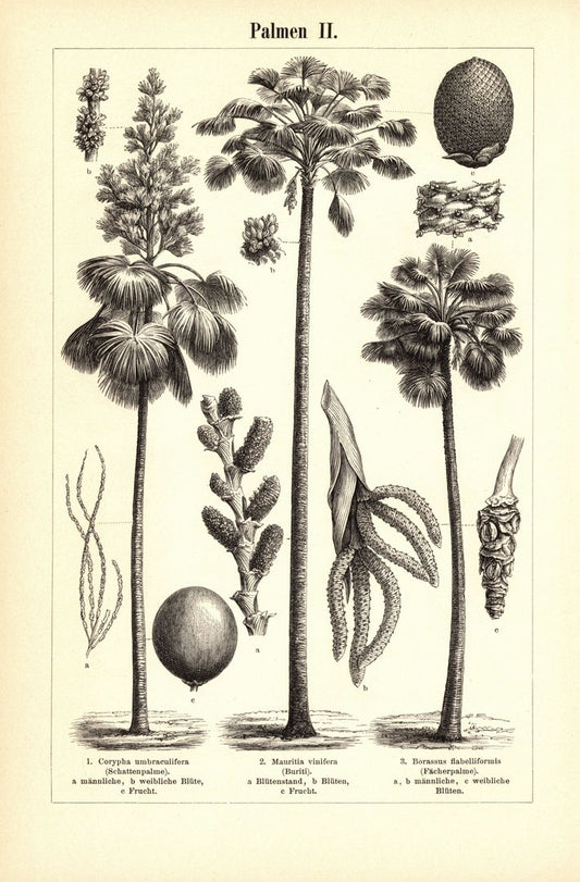 Palmen. Buchillustration (Stich) von 1897