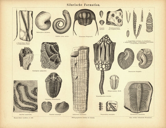 Silurische Formation. Buchillustration (Stich) von 1878