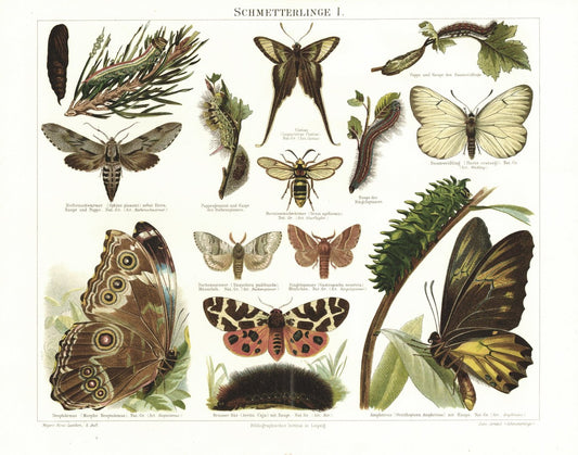 Schmetterlinge I. Lithografie von 1894