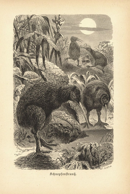 Kiwi oder Schnepfenstrauß, Vögel. Buchillustration (Holzschnitt) von 1890