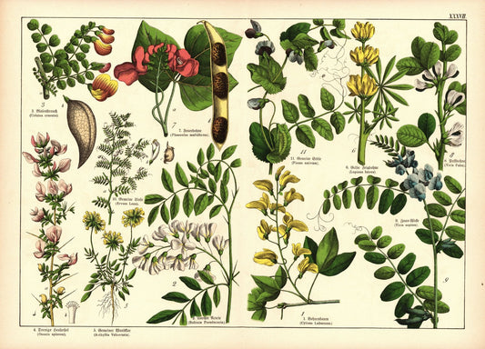 Pflanzen, Diadelphia Decandria, z.B. Wundklee. Farblithografie von 1887. Tafel 37