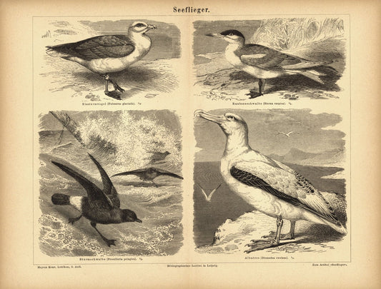 Seeflieger, Schwalben, Albatros. Buchillustration (Stich) von 1878