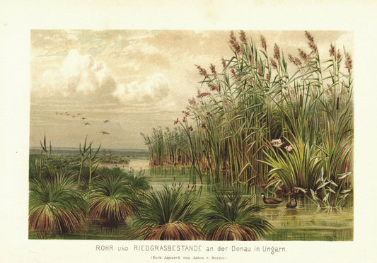 Rohr- und Riedgrasbestände an der Donau in Ungarn. Lithographie von 1887