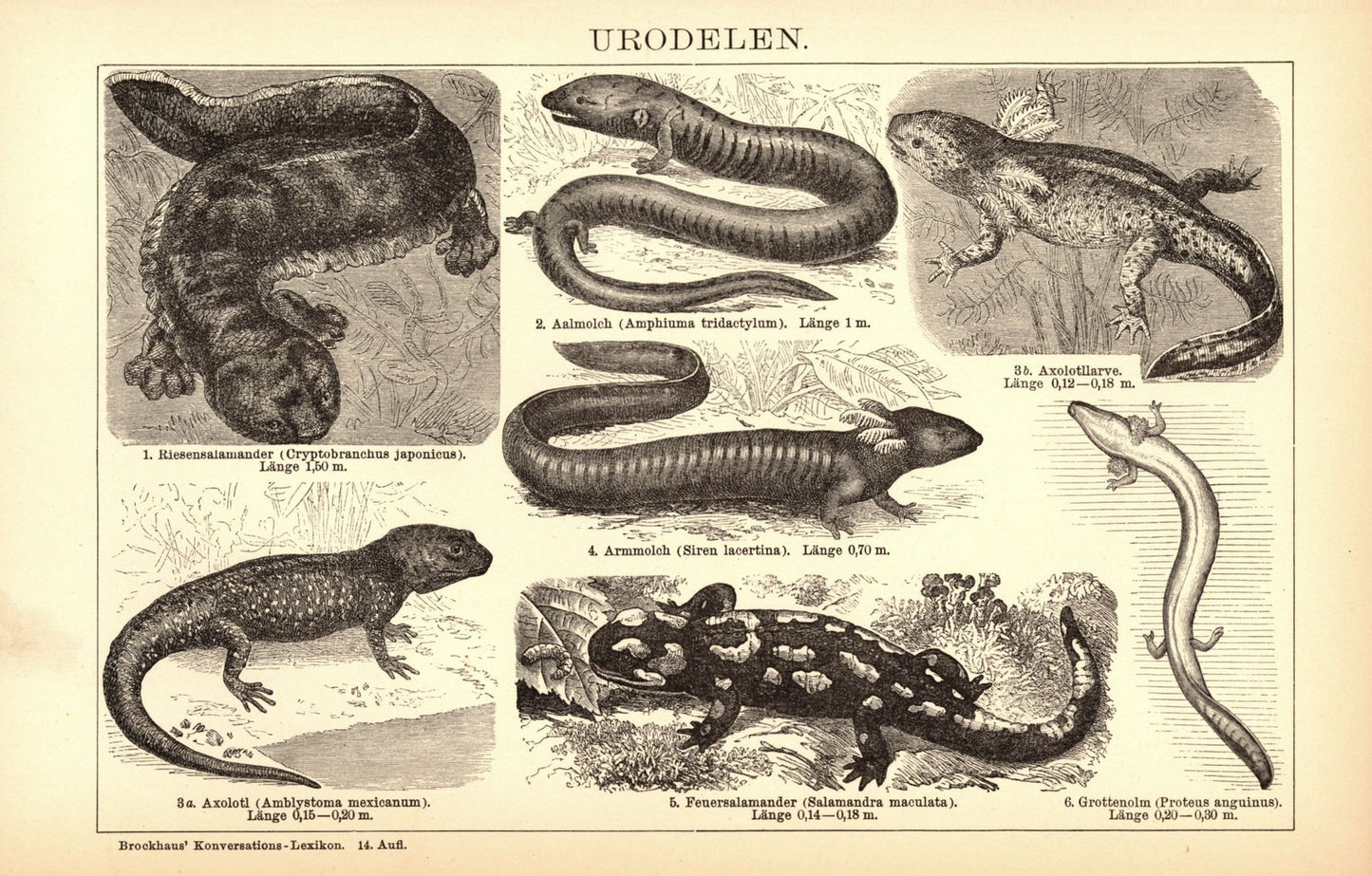 Echsen, Urodelen. Buchillustration (Stich) von 1897