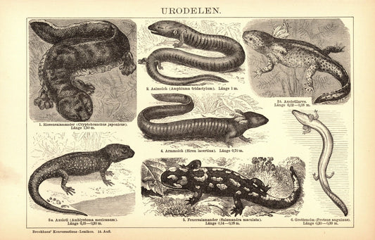 Echsen, Urodelen. Buchillustration (Stich) von 1897