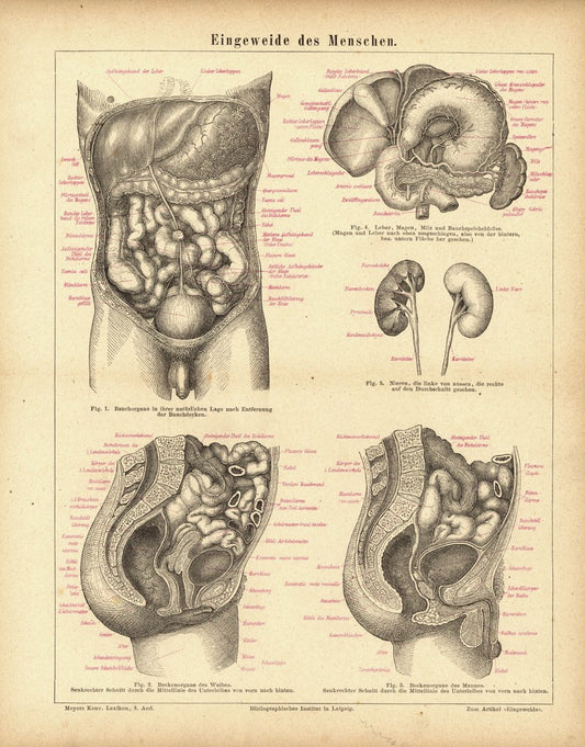 Eingeweide des Menschen. Buchillustration (Stich) von 1875