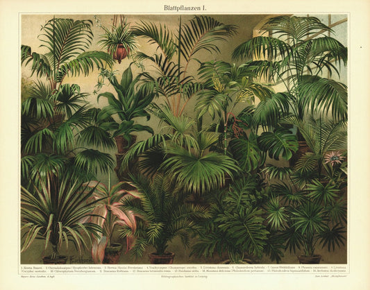 Blattpflanzen I. Lithografie von 1906