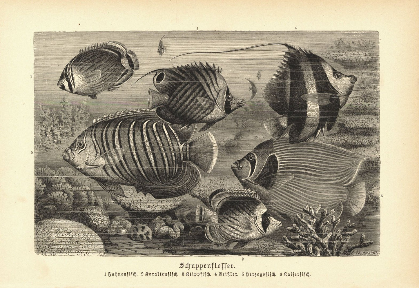 Schuppenflosser, Korallenfisch, Kaiserfisch u.a. Buchillustration (Holzschnitt) von 1890