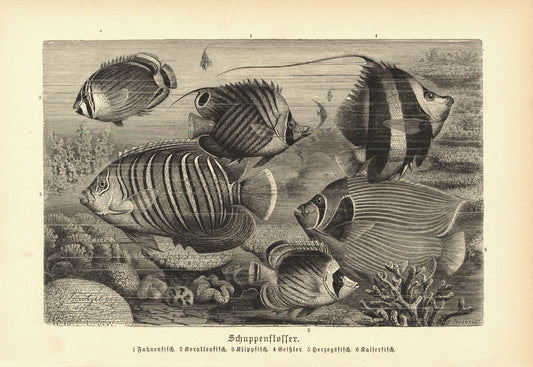 Schuppenflosser, Korallenfisch, Kaiserfisch u.a. Buchillustration (Holzschnitt) von 1890
