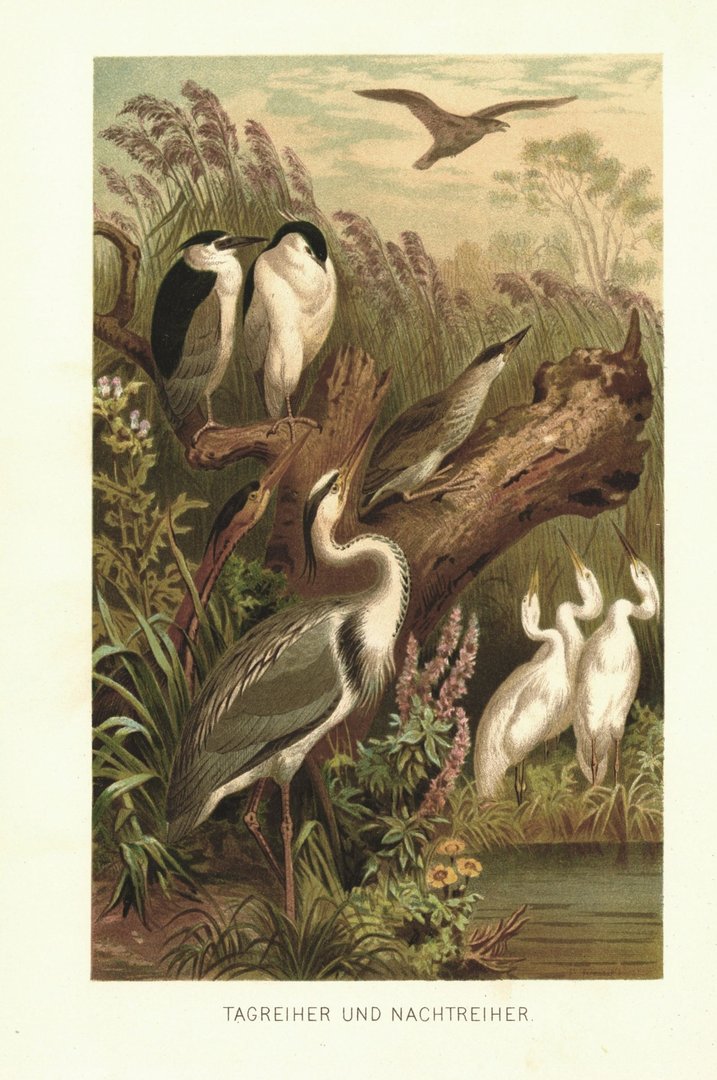 Tagreiher und Nachtreiher. Lithografie von 1890