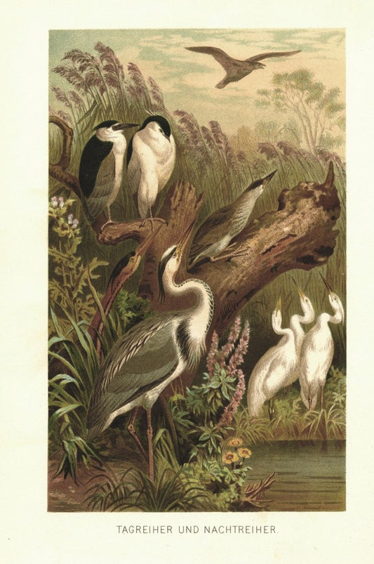 Tagreiher und Nachtreiher. Lithografie von 1890