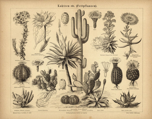 Kakteen. Buchillustration (Stich) von 1876