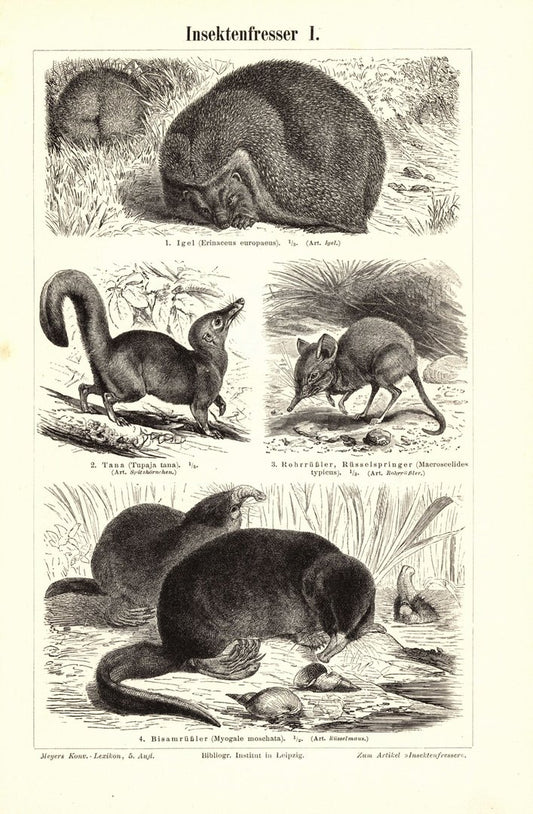 Insektenfresser, Igel u.a. Buchillustration (Stich) von 1896