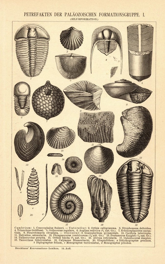 Petrefakten der Paläozoischen Formationsgruppe I-II. Buchillustration (Stich) von 1897