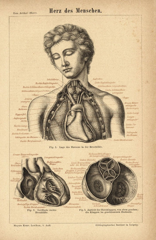 Herz des Menschen . Buchillustration (Stich) von 1876