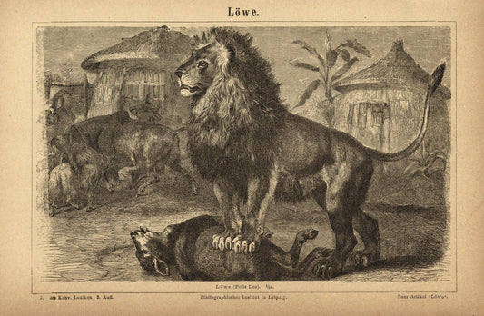 Löwe. Buchillustration (Stich) von 1877