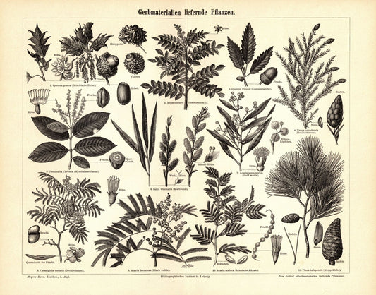 Gerbmaterialien liefernde Pflanzen. Buchillustration (Stich) von 1894