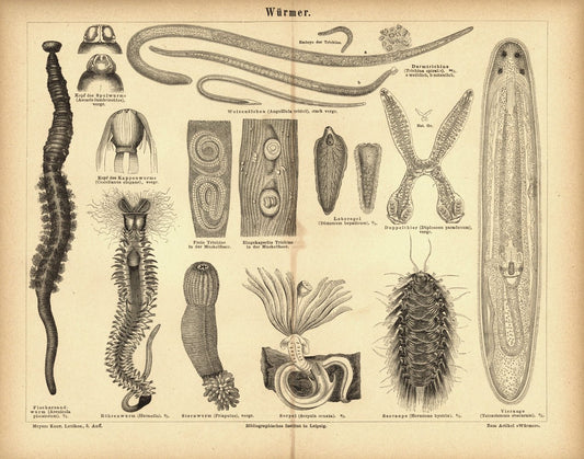 Würmer. Buchillustration (Stich) von 1878