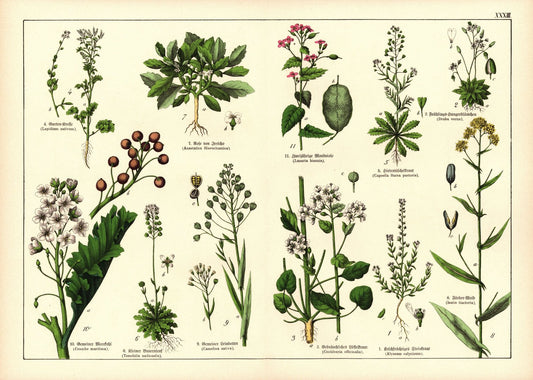 Pflanzen,Tetradynamia siliculosa, z.B. Steinkraut. Farblithografie von 1887. Tafel 33