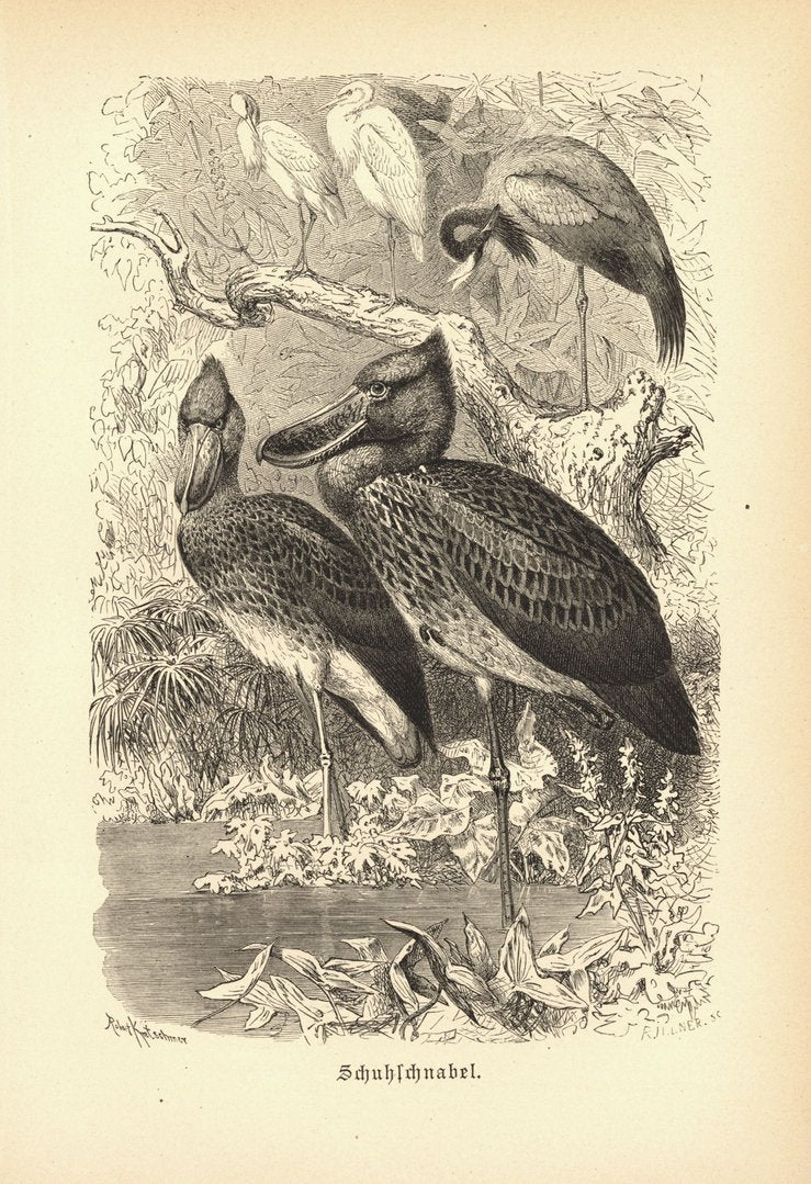 Schuhschnabel, Vogel. Buchillustration (Holzschnitt) von 1890