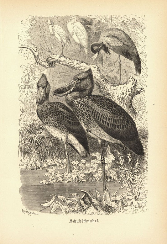 Schuhschnabel, Vogel. Buchillustration (Holzschnitt) von 1890