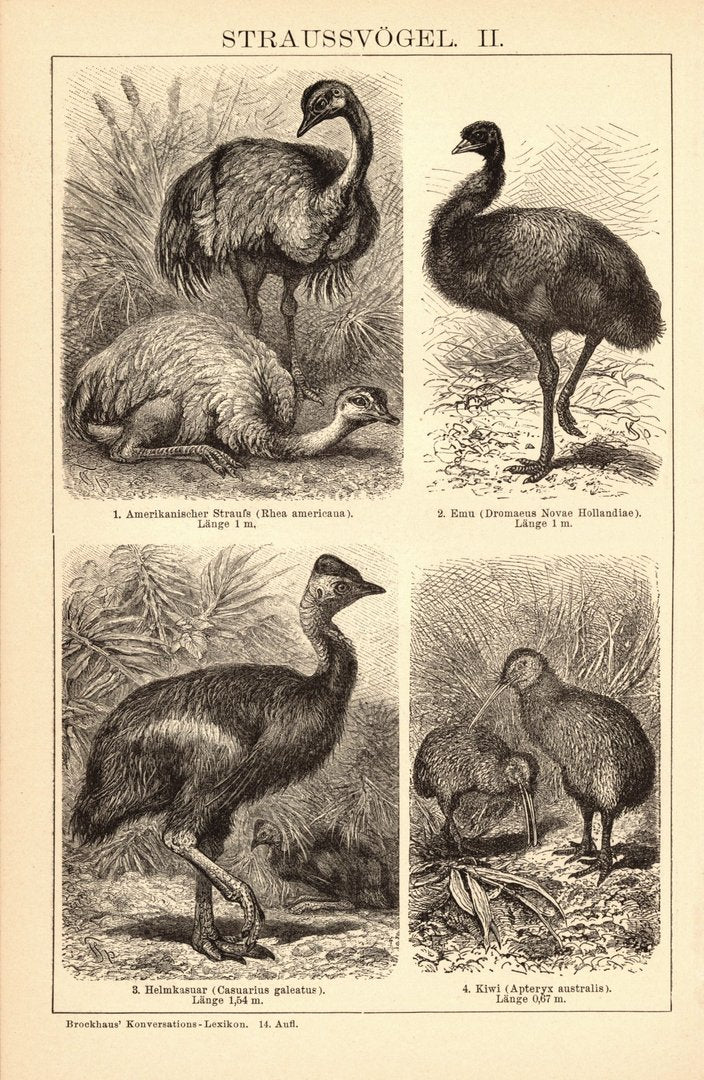 Straußvögel. Buchillustration (Stich) von 1897