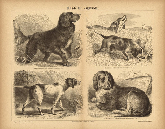 Hunde II; Jagdhunde. Buchillustration (Stich) von 1876