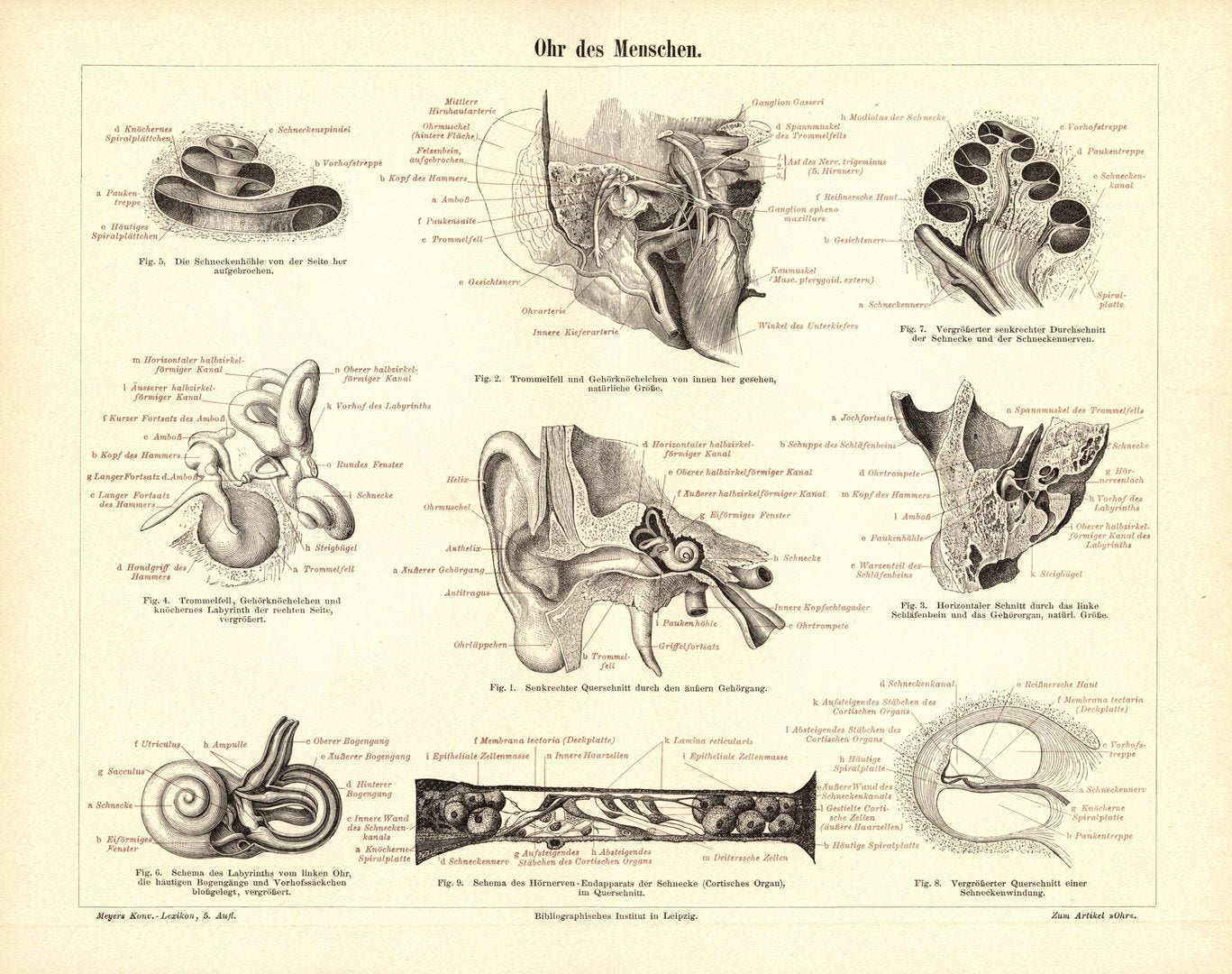 Ohr des Menschen. Buchillustration (Stich) von 1897