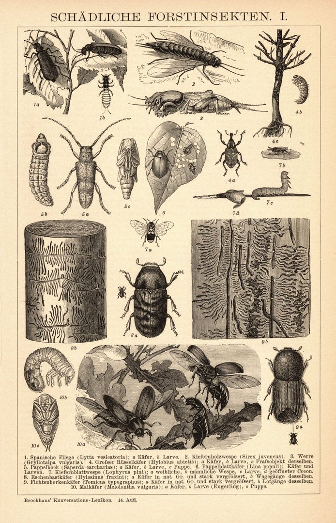 Schädliche Forstinsekten. Buchillustration (Stich) von 1897