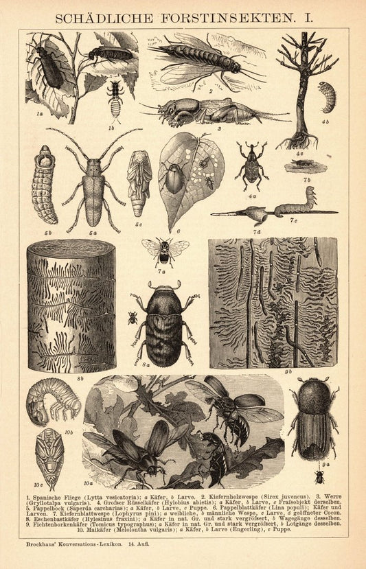 Schädliche Forstinsekten. Buchillustration (Stich) von 1897