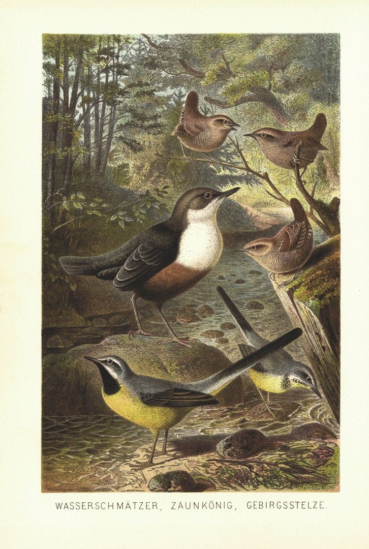 Wasserschmätzer, Zaunkönig, Gebirgsstelze, Vögel. Lithografie von 1890