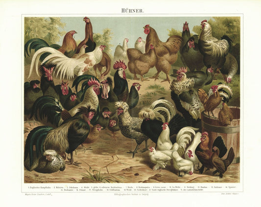 Hühner. Lithografie von 1895