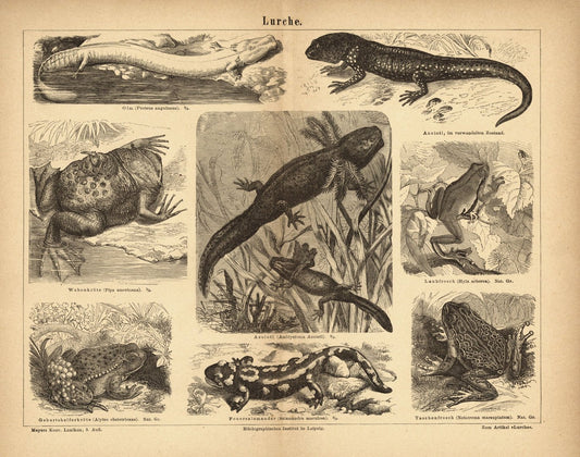 Lurche. Buchillustration (Stich) von 1877