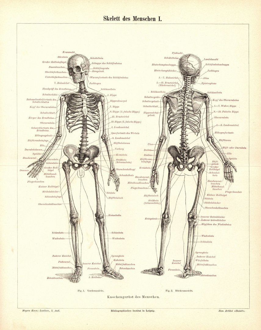 Skelett des Menschen I. Buchillustration (Stich) von 1897