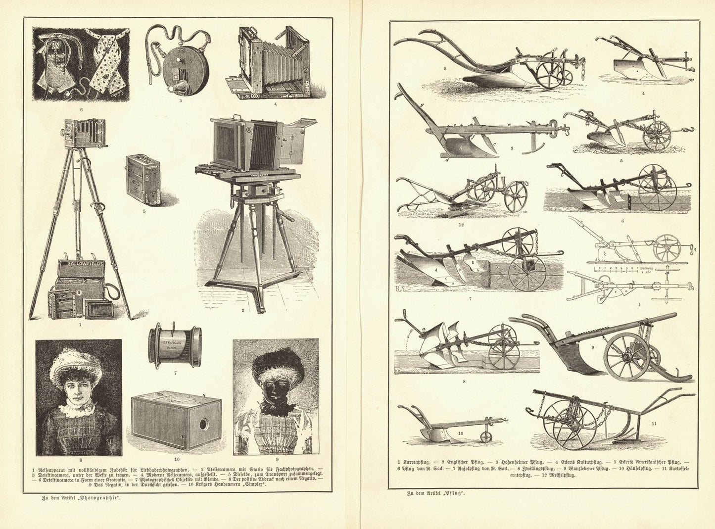 Papageien. Lithographie von 1892