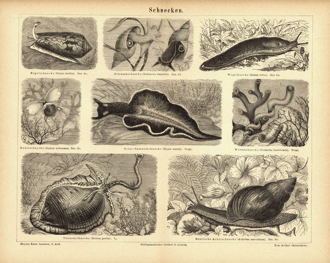 Schnecken. Buchillustration (Stich) von 1878