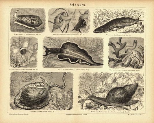 Schnecken. Buchillustration (Stich) von 1878