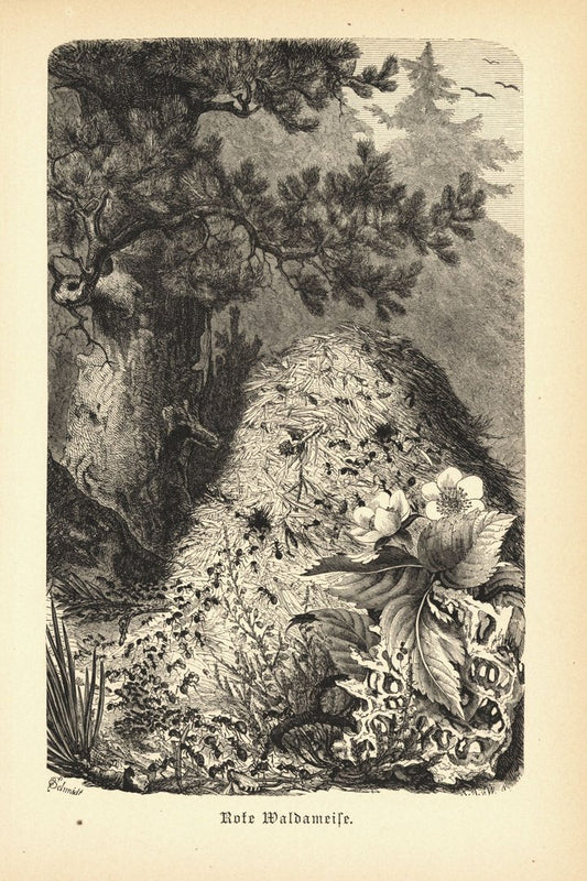 Rote Waldameise. Buchillustration (Holzschnitt) von 1890