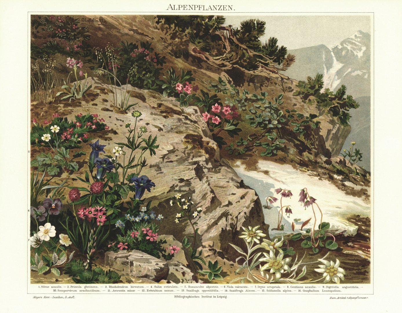 Alpenpflanzen. Lithografie von 1893