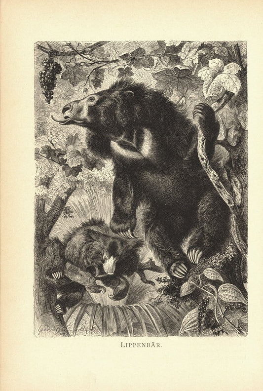 Lippenbär. Buchillustration (Holzschnitt) von 1890