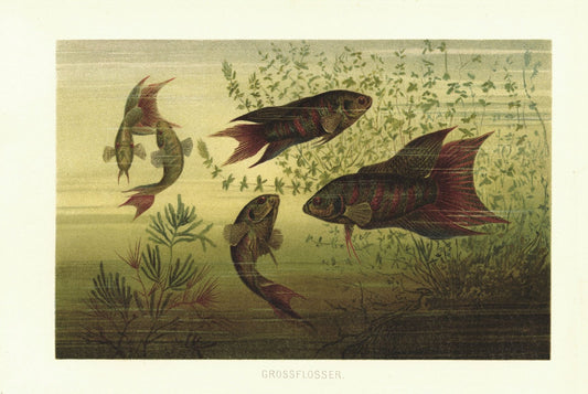 Grossflosser, Fische. Lithografie von 1890