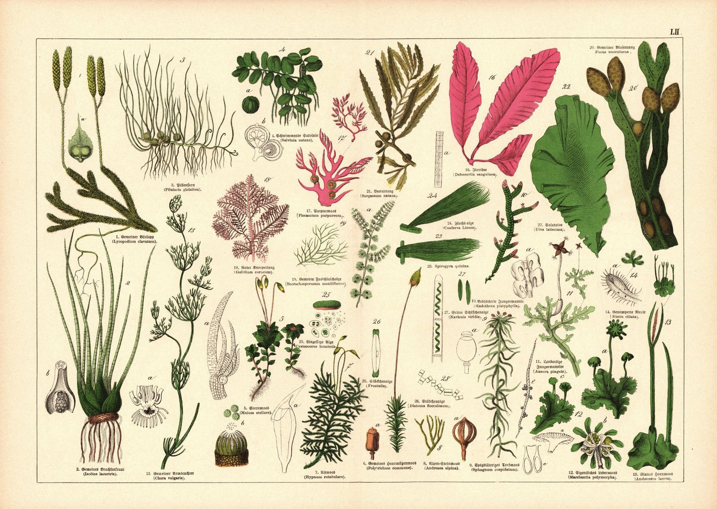 Pflanzen, z.B. Beerentang. Farblithografie von 1887. Tafel  52