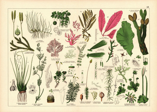Pflanzen, z.B. Beerentang. Farblithografie von 1887. Tafel  52