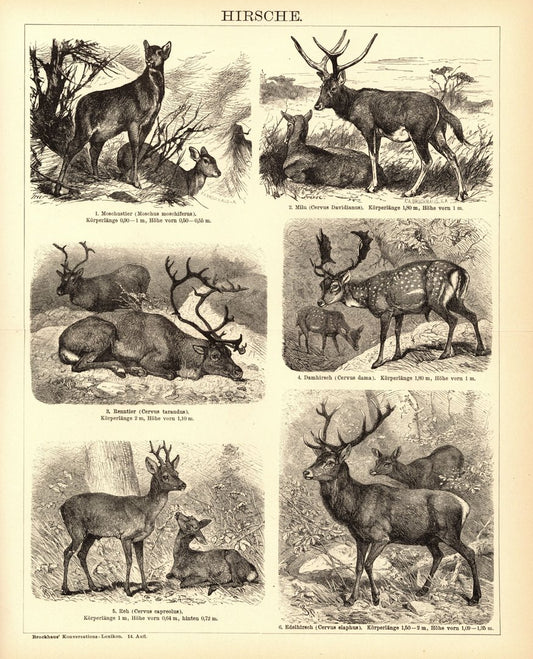 Hirsche. Buchillustration (Stich) von 1897