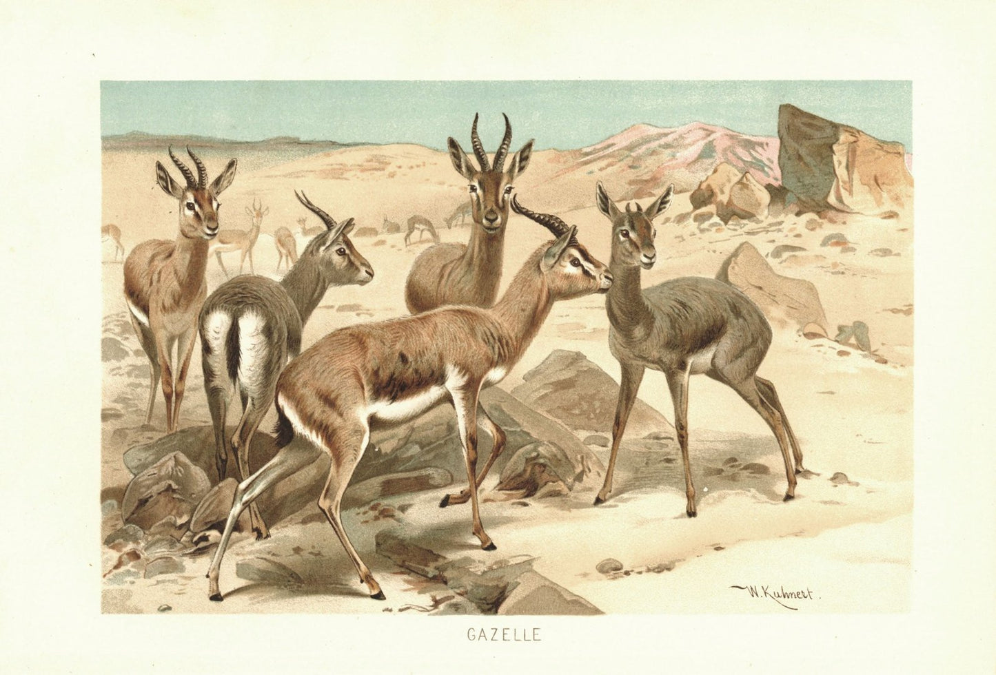 Gazelle. Lithografie von 1890