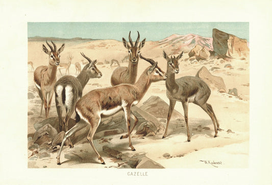 Gazelle. Lithografie von 1890