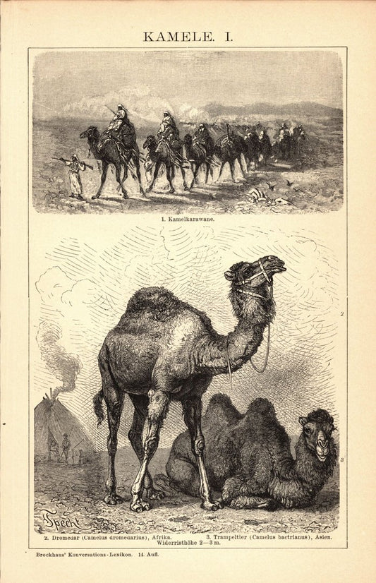 Kamele . Buchillustration (Stich) von 1897