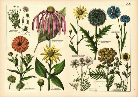 Pflanzen,  z.B. Kamille. Farblithografie von 1887. Tafel 44